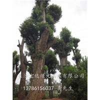 湖南香樟出售@供应湖南香樟树@长沙香樟供应基地 