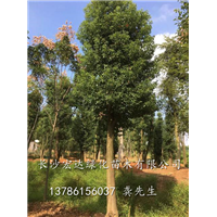湖南香樟树价格@长沙香樟批发@湖南长沙移植骨架香樟苗木基地 