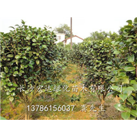 湖南茶花培育|长沙茶花批发基地|湖南茶花基地|茶花（图） 