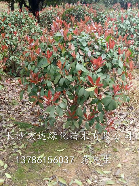 【湖南红继木球/湖南红梽木球/湖南红花继木球】 