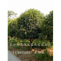 湖南桂花出售供应、大量低价批发桂花、湖南长沙桂花基地 
