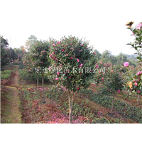 湖南茶梅树-长沙苗木基地-供应湖南茶梅 