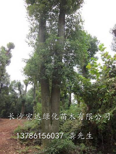 湖南大型香樟基地@湖南专业香樟种植@湖南香樟批发基地 