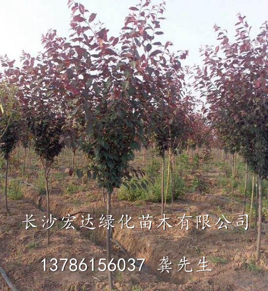 湖南长沙基地出售绿化苗木紫叶李@湖南紫叶李 各种规格紫叶李 