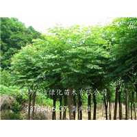 无患子销售@湖南无患子种植@湖南长沙无患子基地 