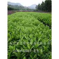 湖南杜鹃@供应杜鹃小苗@湖南长沙杜鹃栽培基地 