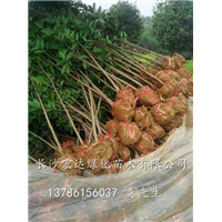 供应大量丹桂|湖南丹桂批发|湖南长沙丹桂基地 