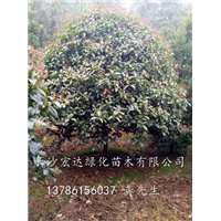 供应湖南桂花树@湖南长沙桂花树@湖南桂花树基地 