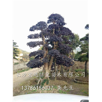 校园公园为什么会选择种植造型红继木呢？ 