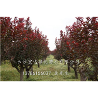 湖南紫叶李；湖南长沙紫叶李批发销售；紫叶李，别名：红叶李 