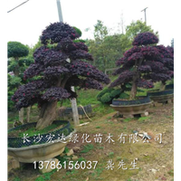 湖南造型红继木桩、湖南造型红继木桩基地、长沙造型红继木桩出售 