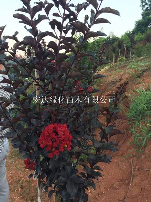 湖南长沙供应紫薇新品种-火红紫叶紫薇 