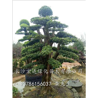 批发造型椤木石楠树，湖南造型椤木石楠造型美观 树形奇特 