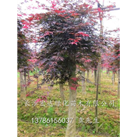 湖南红枫树|大量种植红枫树|湖南长沙红枫树桩出售 