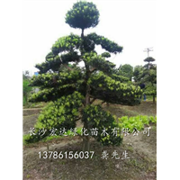 自家直销湖南造型罗汉松&湖南罗汉松树桩&湖南罗汉松盆景古桩 