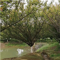湖南红梅直销基地