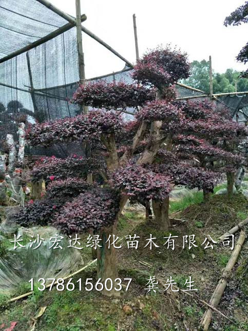 湖南长沙红继木价格、供应造型红花继木树桩、湖南红继木盆景批发 