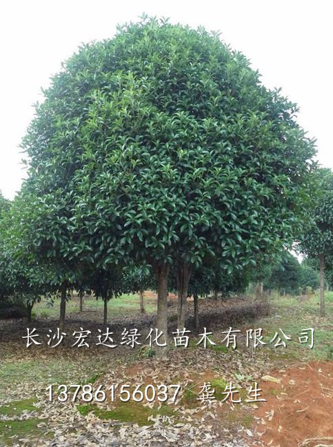 湖南精品桂花树&到湖南买桂花树**_湖南桂花树苗木基地 