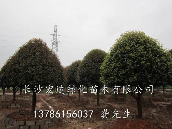 长沙桂花苗木-精品桂花出售-长沙精品桂花价格 