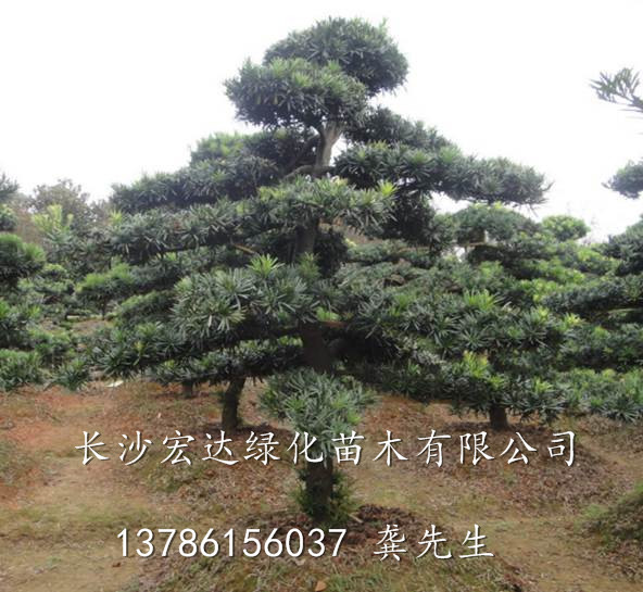 自家直销湖南造型罗汉松-湖南罗汉松出售-长沙造型罗汉松供应 