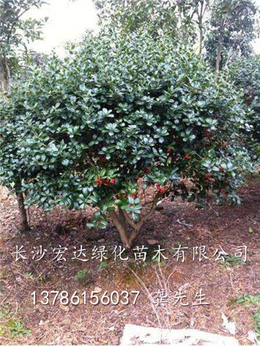 供应无刺枸骨|湖南无刺枸骨|湖南无刺枸骨的介绍 