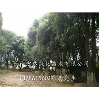 供应多头香樟@湖南香樟树价格@湖南多头香樟供应商 