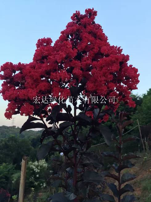 紫薇新品种——火红紫叶紫薇 