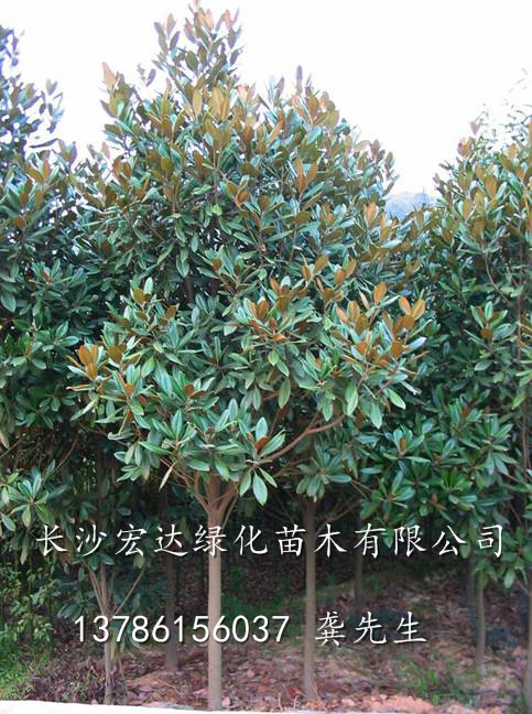 湖南哪里有广玉兰卖/湖南广玉兰价格/湖南长沙广玉兰苗木基地 