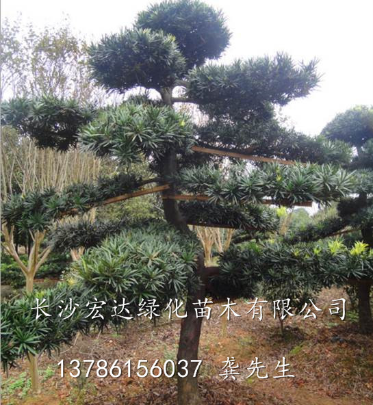 大量供应罗汉松_湖南造型罗汉松_长沙种植地 