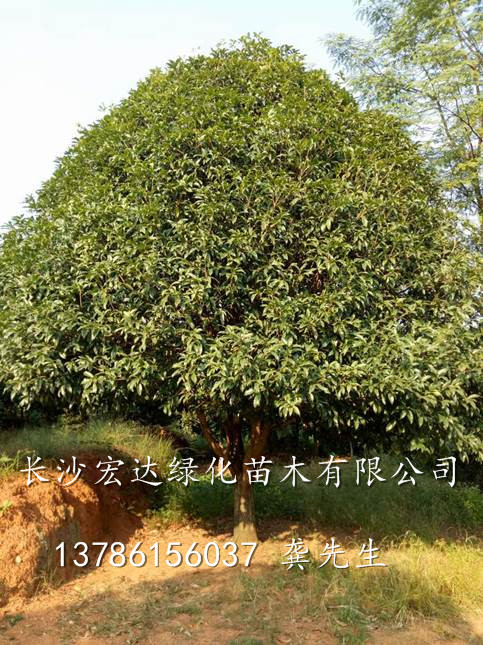 湖南省**的桂花种植基地，湖南长沙桂花大量出售，湖南桂花供应 