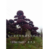 湖南造型红继木@湖南造型红继木树桩@湖南造型红继木桩基地 