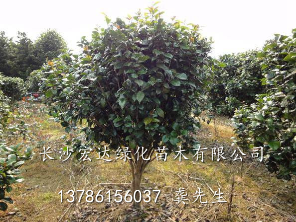 供应茶花苗/湖南茶花苗/湖南长沙茶花苗基地 