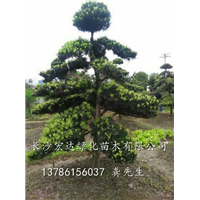 10公分造型罗汉松 湖南苗木-造型罗汉松/长沙造型罗汉松基地 