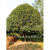 湖南省**的桂花种植基地，湖南长沙桂花大量出售，湖南桂花供应 