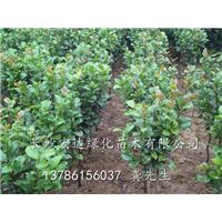 大量供应茶花，湖南茶花供应商，长沙茶花种植场（图） 