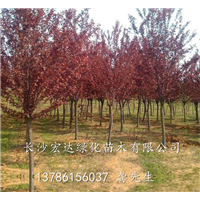 湖南紫叶李 | 湖南紫叶李价格 | 长沙供应紫叶李 