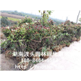 湖南长沙花木红叶石楠球基地 