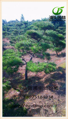 湖南造型黑松批发-黑松6 