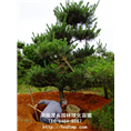 长沙黑松批发供应 