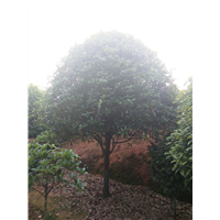 长沙桂花树批发