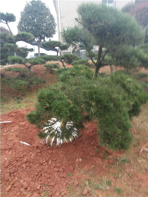 长沙黑松批发 