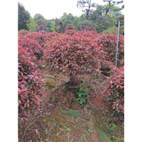 湖南长沙苗圃批发红叶石楠球袋苗 