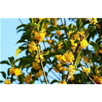 湖南桂花树