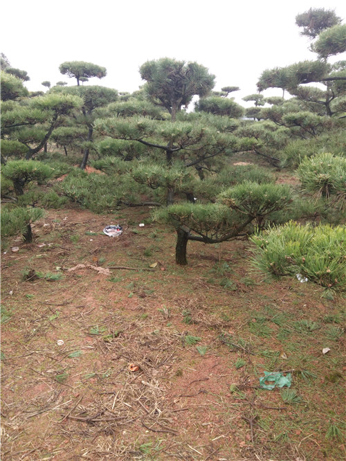 长沙黑松批发 