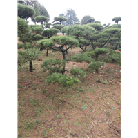 黑松批发 