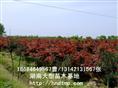 红枫，日本红枫 