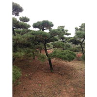 湖南黑松