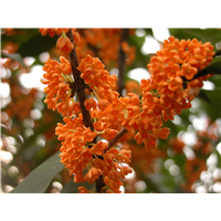 湖南桂花树