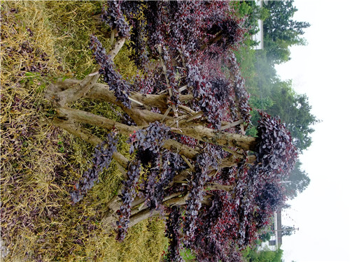 长沙红花继木桩景 