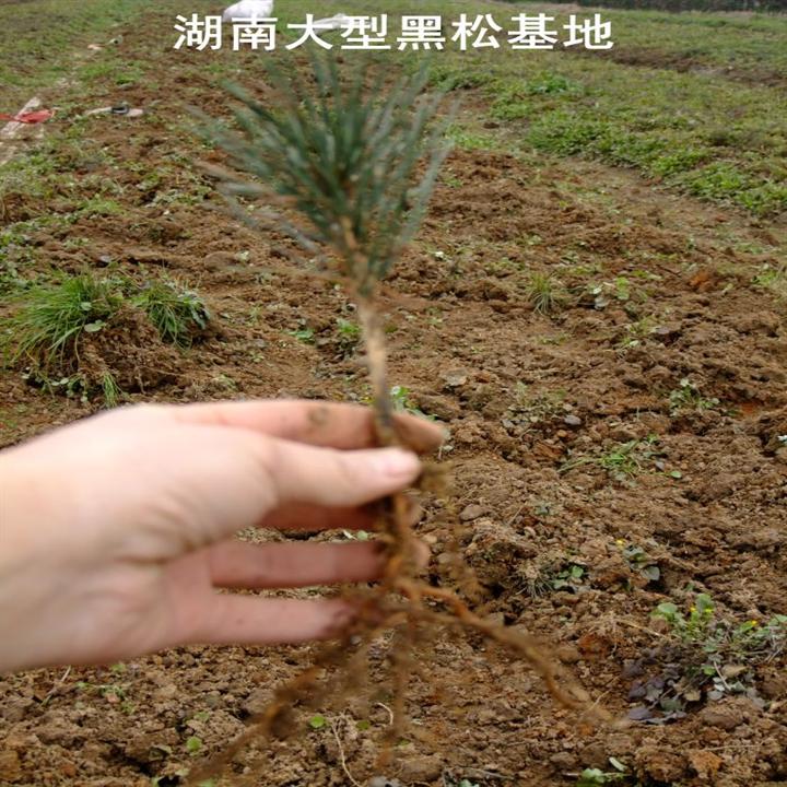 黑松小苗 